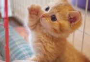 小姐姐和可爱的猫咪头像,小姐姐与可爱猫咪头像的温馨邂逅